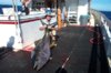 250pound yellowfin (big pic).JPG