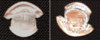 Mushroom Cent.jpg