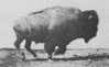 220px-Muybridge_Buffalo_galloping.jpg
