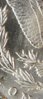 1881c_scratches_cu.JPG