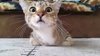 upload_2019-1-15_14-11-0.jpeg
