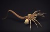 facehugger.JPG