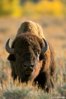 Buffalo-YNP_.jpg