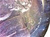 copper nickel undated obv 3.jpg