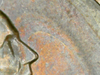 IMG_4648.PNG