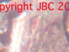 copyright2010JBC .jpg