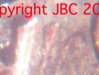 JBCCOPYRIGHT.jpg