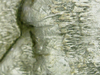 IMG_4603.PNG