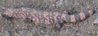 gila-monster_may-16-2005_05_edited.JPG