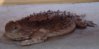 horned-lizard_under-2x4_may-28-2008_04.JPG