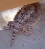 horned-lizard_under-2x4_may-28-2008_10.JPG