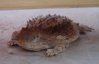 horned-lizard_under-2x4_may-28-2008_06.JPG