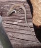 whiptail_sideyard-log_11_july-07-2008.jpg