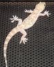 gecko1_leaf-toed.JPG