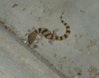 DSC08561.JPG