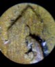 1953-P die crck closeup LW.jpg