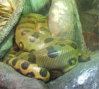 240px-Green-anaconda.jpg