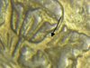 morgan dollar die crack.JPG