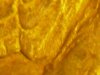 morgan dollar left wing scratches.JPG