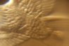 2000p sacagawea eagle close.jpg