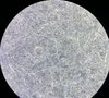 FE9C2590-0AC4-43BB-A335-B1D0F737CEC0.jpeg