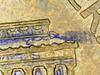 IMG_4351.PNG