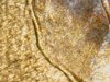 microscope pictures190614_100906.jpg