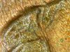 microscope pictures190614_100018.jpg