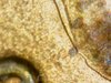 microscope pictures190614_100946.jpg