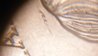Obverse 2.jpg