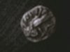 coin3.jpg