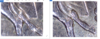 Annotation 2019-08-05 074535.png