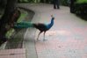 peacock_walking.jpg