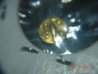 gold fanom 001.jpg