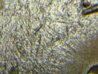 2005-P s thur 1.jpg