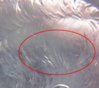 hairlines_1.jpg