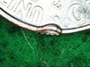 2018 P obverse top.jpg