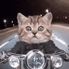 giphy95cfuL5gqFDreXxkWQ4o95fixed95width.gif
