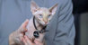 Mr. Bigglesworth.jpg