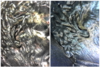 2005 collage 1.png