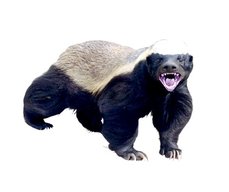 ptHoneyBadger