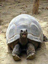 Happy Turtle Noises
