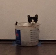 CatUrineCoins