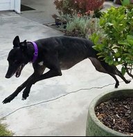 Hound
