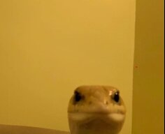 jimmybob96