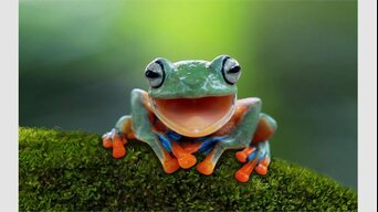 TheFrog