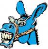 bluemule31