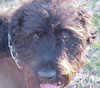 airedale