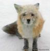 afox