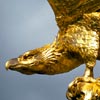 Golden Eagle